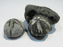 Laden Sie das Bild in den Galerie-Viewer, Seeigel fossil 2 Stk. Galerites mit Flint und solo 2,5 / 5cm Kreide Rügen, Deutschland