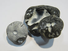 Laden Sie das Bild in den Galerie-Viewer, Seeigel fossil 2 Stk. Galerites mit Flint und solo 2,5 / 5cm Kreide Rügen, Deutschland