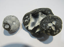 Laden Sie das Bild in den Galerie-Viewer, Seeigel fossil 2 Stk. Galerites mit Flint und solo 2,5 / 5cm Kreide Rügen, Deutschland
