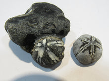 Laden Sie das Bild in den Galerie-Viewer, Seeigel fossil 2 Stk. Galerites mit Flint und solo 2,5 / 5cm Kreide Rügen, Deutschland