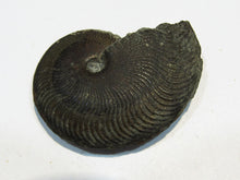 Laden Sie das Bild in den Galerie-Viewer, Pyrit Ammonit Pleuroceras flach mit Lobenlinien 47mm Jura Malm, Schweiz