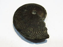 Laden Sie das Bild in den Galerie-Viewer, Pyrit Ammonit Pleuroceras flach mit Lobenlinien 47mm Jura Malm, Schweiz
