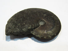 Laden Sie das Bild in den Galerie-Viewer, Pyrit Ammonit Pleuroceras flach mit Lobenlinien 47mm Jura Malm, Schweiz