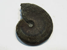 Laden Sie das Bild in den Galerie-Viewer, Pyrit Ammonit Pleuroceras flach mit Lobenlinien 47mm Jura Malm, Schweiz
