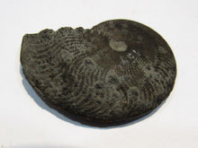 Laden Sie das Bild in den Galerie-Viewer, Pyrit Ammonit Pleuroceras flach mit Lobenlinien 47mm Jura Malm, Schweiz