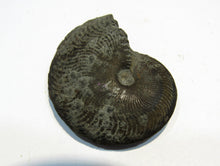 Laden Sie das Bild in den Galerie-Viewer, Pyrit Ammonit Pleuroceras flach mit Lobenlinien 47mm Jura Malm, Schweiz