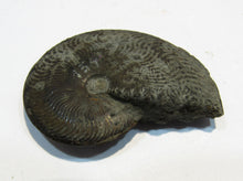 Laden Sie das Bild in den Galerie-Viewer, Pyrit Ammonit Pleuroceras flach mit Lobenlinien 47mm Jura Malm, Schweiz