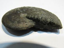 Laden Sie das Bild in den Galerie-Viewer, Pyrit Ammonit Pleuroceras flach mit Lobenlinien 47mm Jura Malm, Schweiz
