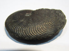 Laden Sie das Bild in den Galerie-Viewer, Pyrit Ammonit Pleuroceras flach mit Lobenlinien 47mm Jura Malm, Schweiz