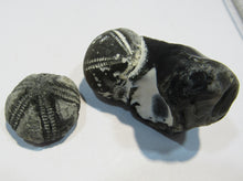 Laden Sie das Bild in den Galerie-Viewer, Seeigel fossil 2 Stk. Galerites mit Flint und solo 2,7 / 5cm Kreide Rügen, Deutschland