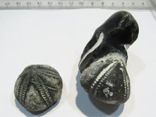 Laden Sie das Bild in den Galerie-Viewer, Seeigel fossil 2 Stk. Galerites mit Flint und solo 2,7 / 5cm Kreide Rügen, Deutschland