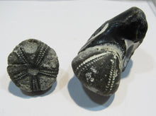 Laden Sie das Bild in den Galerie-Viewer, Seeigel fossil 2 Stk. Galerites mit Flint und solo 2,7 / 5cm Kreide Rügen, Deutschland