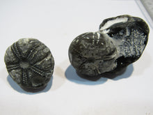 Laden Sie das Bild in den Galerie-Viewer, Seeigel fossil 2 Stk. Galerites mit Flint und solo 2,7 / 5cm Kreide Rügen, Deutschland