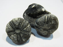 Laden Sie das Bild in den Galerie-Viewer, Seeigel fossil 2 Stk. Galerites mit Flint und solo 2,7 / 5cm Kreide Rügen, Deutschland