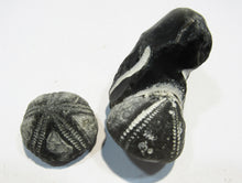 Laden Sie das Bild in den Galerie-Viewer, Seeigel fossil 2 Stk. Galerites mit Flint und solo 2,7 / 5cm Kreide Rügen, Deutschland