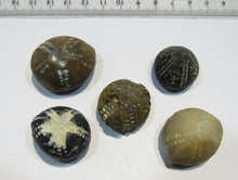 Laden Sie das Bild in den Galerie-Viewer, Seeigel fossil top Sammlung 5 Stk. Galerites 2,2-3,3cm Flint Kreide Ostsee , Deutschland