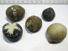 Laden Sie das Bild in den Galerie-Viewer, Seeigel fossil top Sammlung 5 Stk. Galerites 2,2-3,3cm Flint Kreide Ostsee , Deutschland