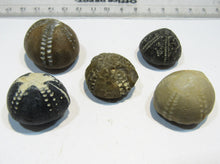 Laden Sie das Bild in den Galerie-Viewer, Seeigel fossil top Sammlung 5 Stk. Galerites 2,2-3,3cm Flint Kreide Ostsee , Deutschland