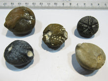 Laden Sie das Bild in den Galerie-Viewer, Seeigel fossil top Sammlung 5 Stk. Galerites 2,2-3,3cm Flint Kreide Ostsee , Deutschland