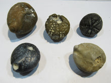 Laden Sie das Bild in den Galerie-Viewer, Seeigel fossil top Sammlung 5 Stk. Galerites 2,2-3,3cm Flint Kreide Ostsee , Deutschland