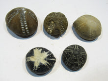 Laden Sie das Bild in den Galerie-Viewer, Seeigel fossil top Sammlung 5 Stk. Galerites 2,2-3,3cm Flint Kreide Ostsee , Deutschland