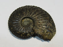 Laden Sie das Bild in den Galerie-Viewer, Amaltheus Ammonit calciniert Jura Lobenlinien 58mm Schwäbisch Gmünd, Deutschland