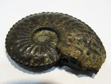Laden Sie das Bild in den Galerie-Viewer, Amaltheus Ammonit calciniert Jura Lobenlinien 58mm Schwäbisch Gmünd, Deutschland