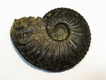 Laden Sie das Bild in den Galerie-Viewer, Amaltheus Ammonit calciniert Jura Lobenlinien 58mm Schwäbisch Gmünd, Deutschland