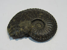 Laden Sie das Bild in den Galerie-Viewer, Amaltheus Ammonit calciniert Jura Lobenlinien 58mm Schwäbisch Gmünd, Deutschland
