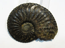 Laden Sie das Bild in den Galerie-Viewer, Amaltheus Ammonit calciniert Jura Lobenlinien 58mm Schwäbisch Gmünd, Deutschland