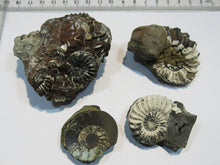 Laden Sie das Bild in den Galerie-Viewer, Ammonit Los 4 Stk. Pyrit Pleuroceren mit Kreide 4-6,5cm Buttenheim, Deutschland