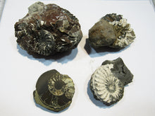 Laden Sie das Bild in den Galerie-Viewer, Ammonit Los 4 Stk. Pyrit Pleuroceren mit Kreide 4-6,5cm Buttenheim, Deutschland