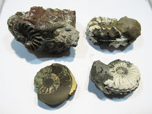 Laden Sie das Bild in den Galerie-Viewer, Ammonit Los 4 Stk. Pyrit Pleuroceren mit Kreide 4-6,5cm Buttenheim, Deutschland