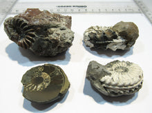 Laden Sie das Bild in den Galerie-Viewer, Ammonit Los 4 Stk. Pyrit Pleuroceren mit Kreide 4-6,5cm Buttenheim, Deutschland
