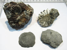 Laden Sie das Bild in den Galerie-Viewer, Ammonit Los 4 Stk. Pyrit Pleuroceren mit Kreide 4-6,5cm Buttenheim, Deutschland