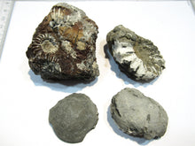 Laden Sie das Bild in den Galerie-Viewer, Ammonit Los 4 Stk. Pyrit Pleuroceren mit Kreide 4-6,5cm Buttenheim, Deutschland