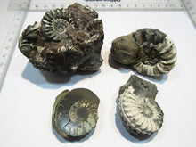 Laden Sie das Bild in den Galerie-Viewer, Ammonit Los 4 Stk. Pyrit Pleuroceren mit Kreide 4-6,5cm Buttenheim, Deutschland