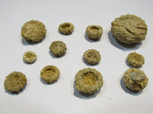 Laden Sie das Bild in den Galerie-Viewer, Seeigel fossil Kronenseeigel 12 Stück Acrosalenia Neufchateau Jura Landaville, Frankreich