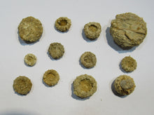 Laden Sie das Bild in den Galerie-Viewer, Seeigel fossil Kronenseeigel 12 Stück Acrosalenia Neufchateau Jura Landaville, Frankreich