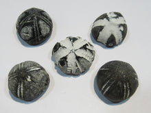 Laden Sie das Bild in den Galerie-Viewer, Seeigel fossil top Sammlung 5 Stk. Galerites 2,5-3cm Flint Kreide Ostsee , Deutschland