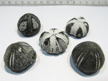 Laden Sie das Bild in den Galerie-Viewer, Seeigel fossil top Sammlung 5 Stk. Galerites 2,5-3cm Flint Kreide Ostsee , Deutschland