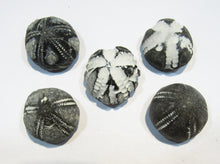 Laden Sie das Bild in den Galerie-Viewer, Seeigel fossil top Sammlung 5 Stk. Galerites 2,5-3cm Flint Kreide Ostsee , Deutschland