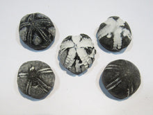 Laden Sie das Bild in den Galerie-Viewer, Seeigel fossil top Sammlung 5 Stk. Galerites 2,5-3cm Flint Kreide Ostsee , Deutschland