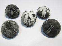 Laden Sie das Bild in den Galerie-Viewer, Seeigel fossil top Sammlung 5 Stk. Galerites 2,5-3cm Flint Kreide Ostsee , Deutschland