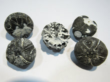 Laden Sie das Bild in den Galerie-Viewer, Seeigel fossil top Sammlung 5 Stk. Galerites 2,5-3cm Flint Kreide Ostsee , Deutschland