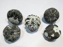 Laden Sie das Bild in den Galerie-Viewer, Seeigel fossil top Sammlung 5 Stk. Galerites 2,5-3cm Flint Kreide Ostsee , Deutschland