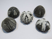 Laden Sie das Bild in den Galerie-Viewer, Seeigel fossil top Sammlung 5 Stk. Galerites 2,5-3cm Flint Kreide Ostsee , Deutschland