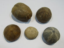 Laden Sie das Bild in den Galerie-Viewer, Seeigel fossil Los 5 Stk. 2,2-4cm Kreide Limfjord Ostsee , Dänemark