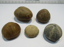 Laden Sie das Bild in den Galerie-Viewer, Seeigel fossil Los 5 Stk. 2,2-4cm Kreide Limfjord Ostsee , Dänemark
