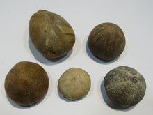 Laden Sie das Bild in den Galerie-Viewer, Seeigel fossil Los 5 Stk. 2,2-4cm Kreide Limfjord Ostsee , Dänemark